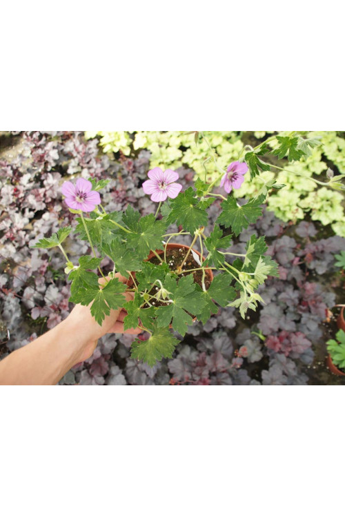 Bodziszek 'Havana Blues' | Geranium