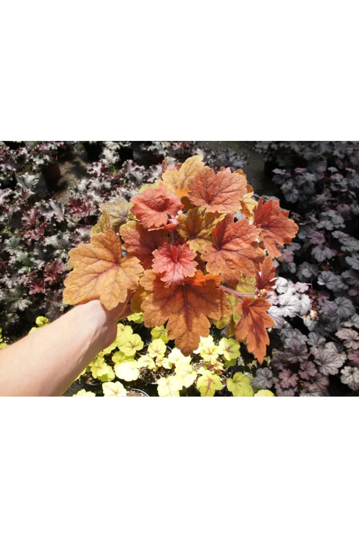 Żuraweczka 'Sweet Tea' | Heucherella