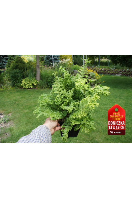 Narecznica mocna 'Crispa Cristata' | Dryopteris affinis