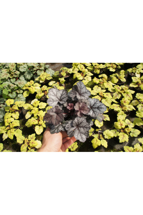 żurawka, żurawka Glitter, heuchera