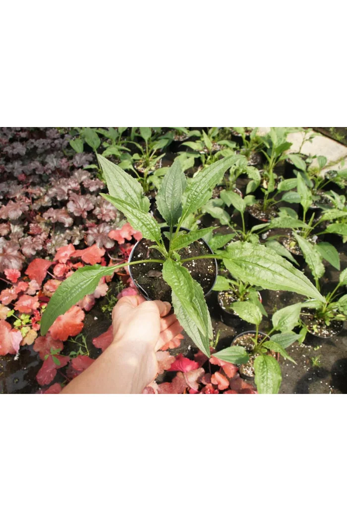 Jeżówka 'Big Kahuna' | Echinacea