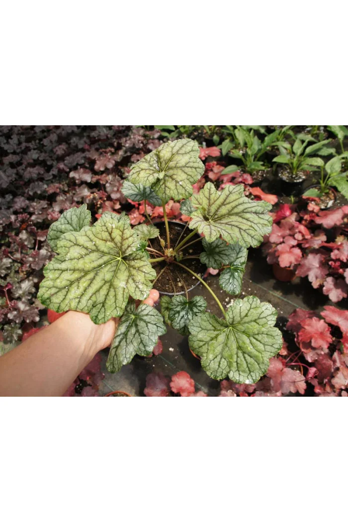 Żurawka 'Venus' | Heuchera