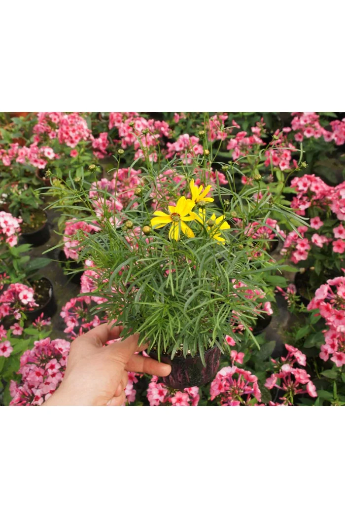 Nachyłek 'Imperial Sun' Coreopsis