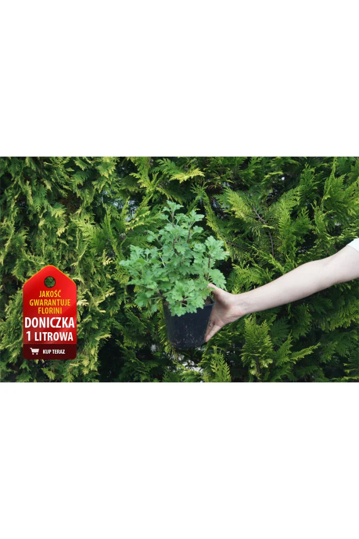 Złocień ogrodowy 'Isabellarosa' | Chrysanthemum indicum