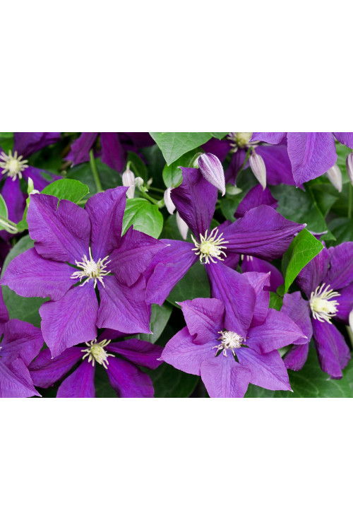 Powojnik 'Warszawska Nike' | Clematis