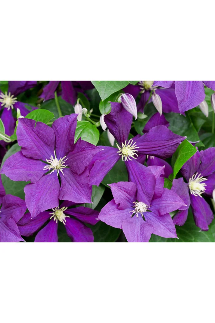 Powojnik 'Warszawska Nike' | Clematis
