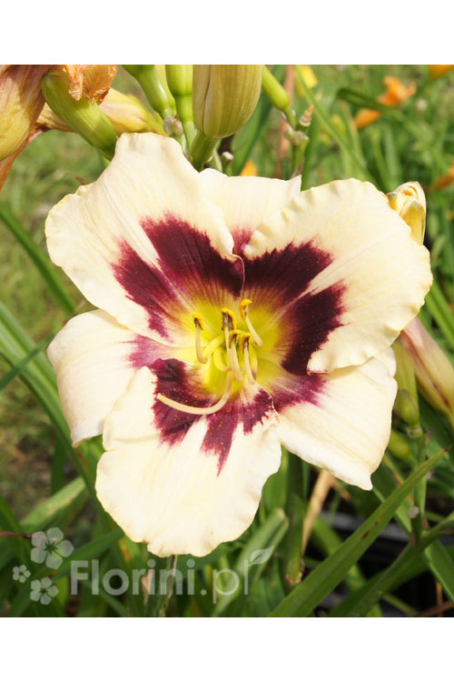 liliowiec, hemerocallis