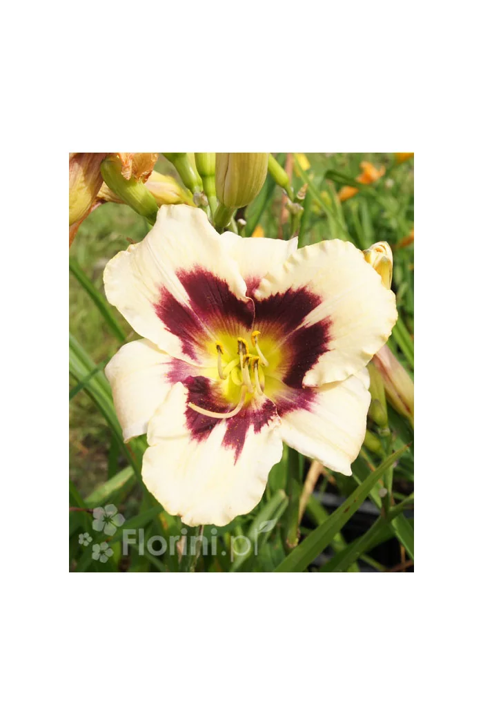 liliowiec, hemerocallis