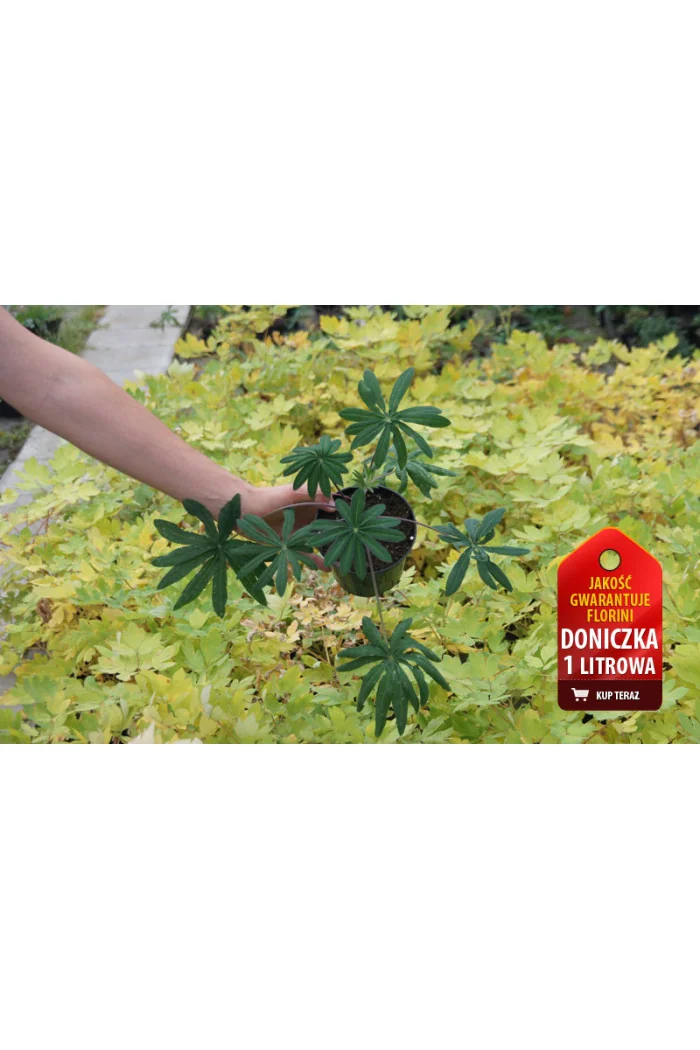 Łubin 'Masterpiece' Lupinus