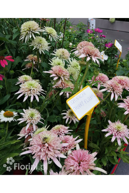 Jeżówka 'Cherry Fluff' Echinacea