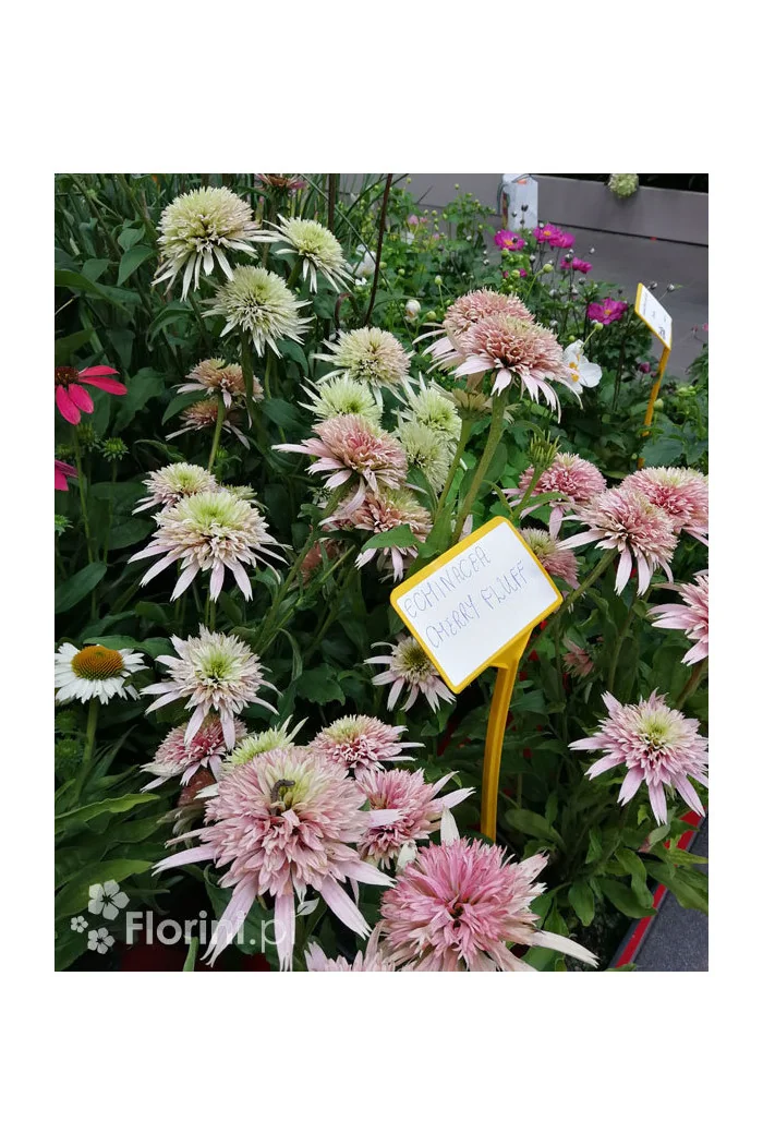 Jeżówka 'Cherry Fluff' Echinacea