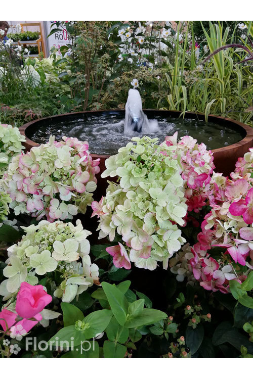 Hortensja bukietowa 'Diamond Rouge' | Hydrangea paniculata