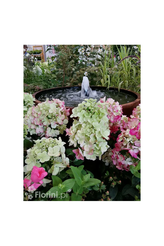 Hortensja bukietowa 'Diamond Rouge' | Hydrangea paniculata