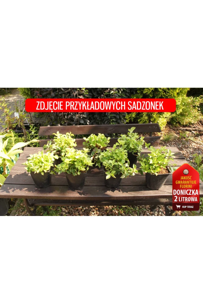 Dereń kanadyjski | Cornus canadensis