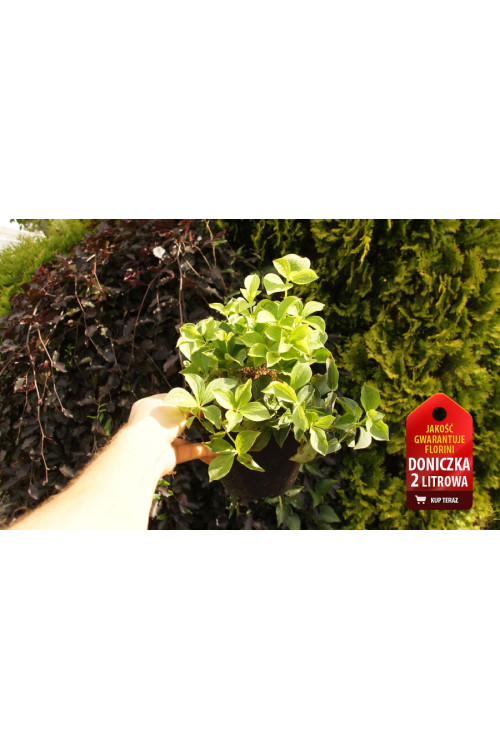 Dereń kanadyjski | Cornus canadensis