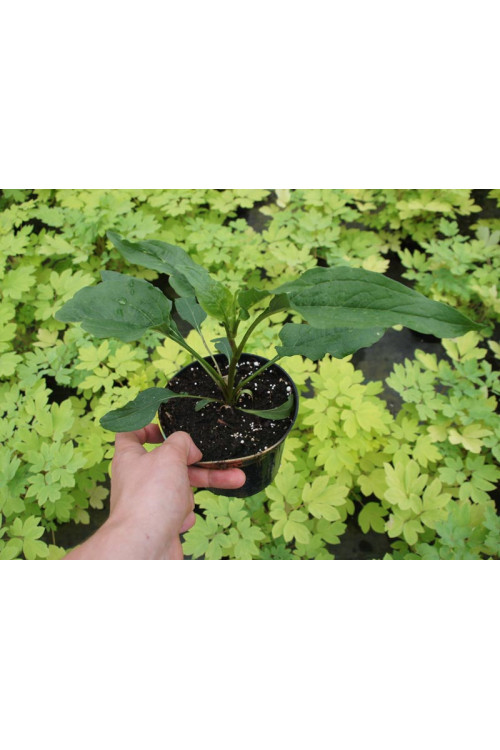 Jeżówka 'Cinnamon Cupcake' Echinacea