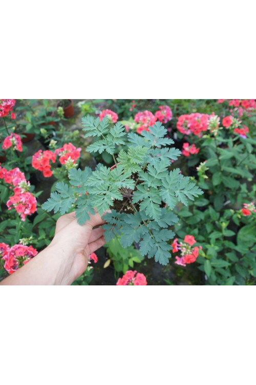 Serduszka 'Amore Rose' | Dicentra