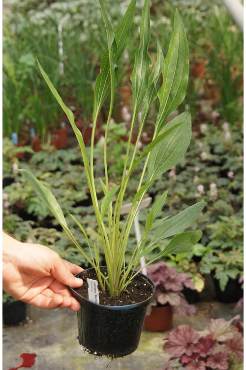 Jeżówka 'Marmalade' Echinacea