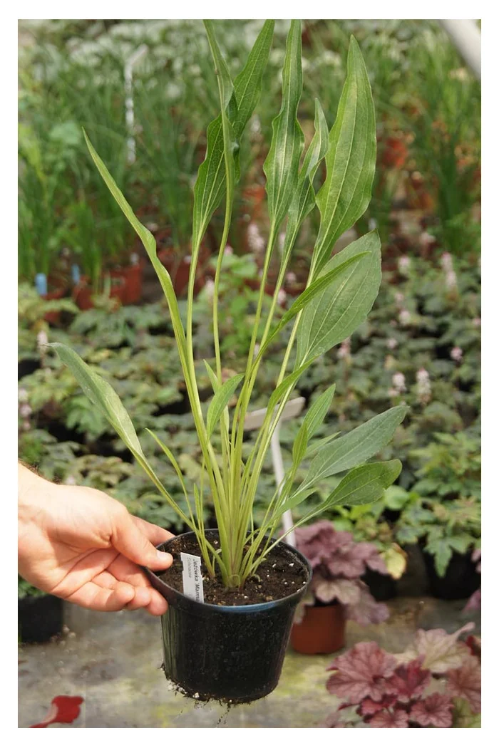 Jeżówka 'Marmalade' Echinacea