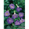 Tunbergia wzniesiona 'Blu' Thunbergia erecta