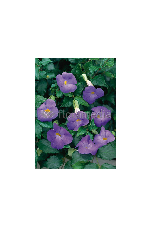 Tunbergia wzniesiona 'Blu' Thunbergia erecta