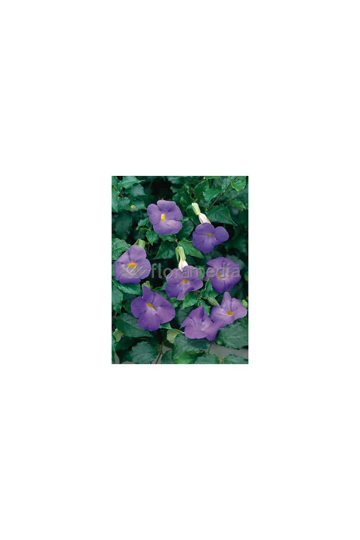 Tunbergia wzniesiona 'Blu' Thunbergia erecta