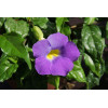 Tunbergia wzniesiona 'Blu' Thunbergia erecta
