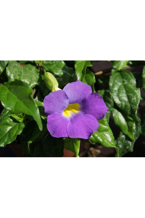Tunbergia wzniesiona 'Blu' Thunbergia erecta