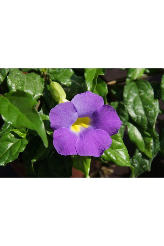 Tunbergia wzniesiona 'Blu' Thunbergia erecta
