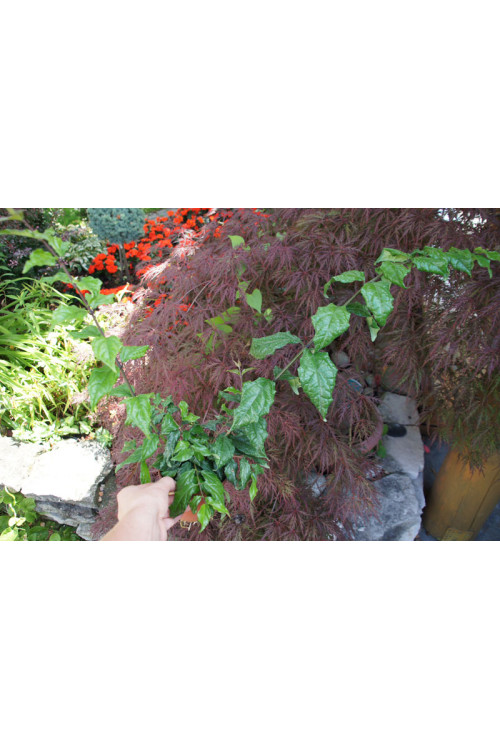 Tunbergia wzniesiona 'Blu' Thunbergia erecta