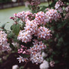 Żylistek mieszańcowy 'Mont Rose' | Deutzia hybrida