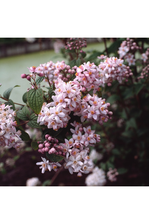 Żylistek mieszańcowy 'Mont Rose' | Deutzia hybrida