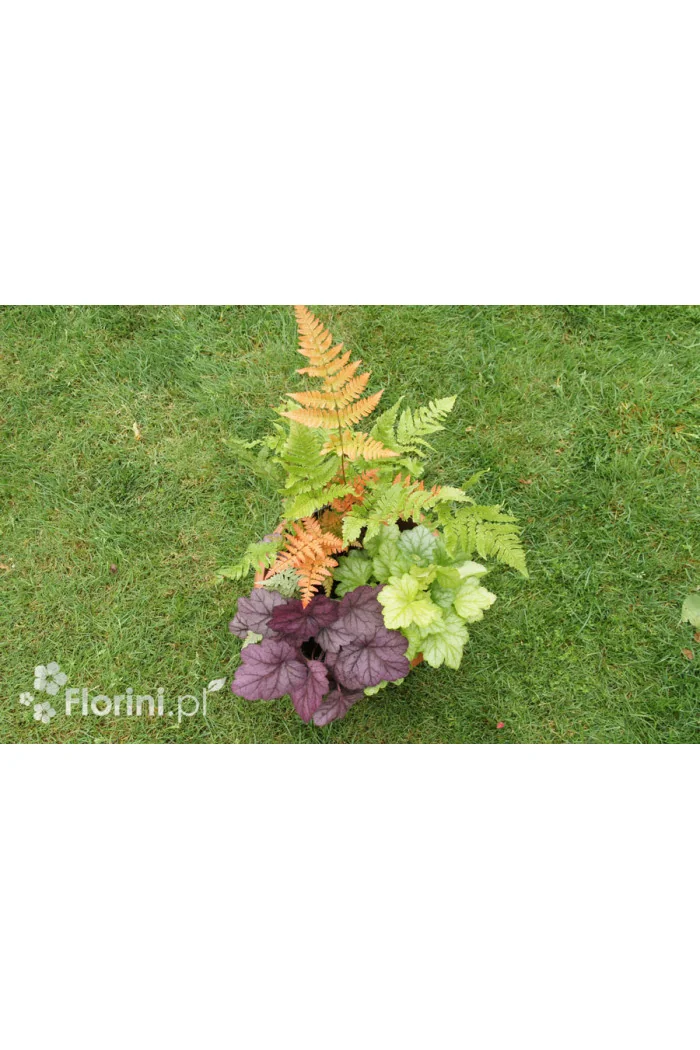 Zestaw nr 1 - falująca delikatność