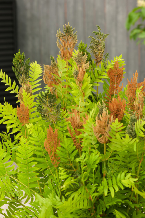 Długosz królewski 'Purpurascens' | Osmunda regalis