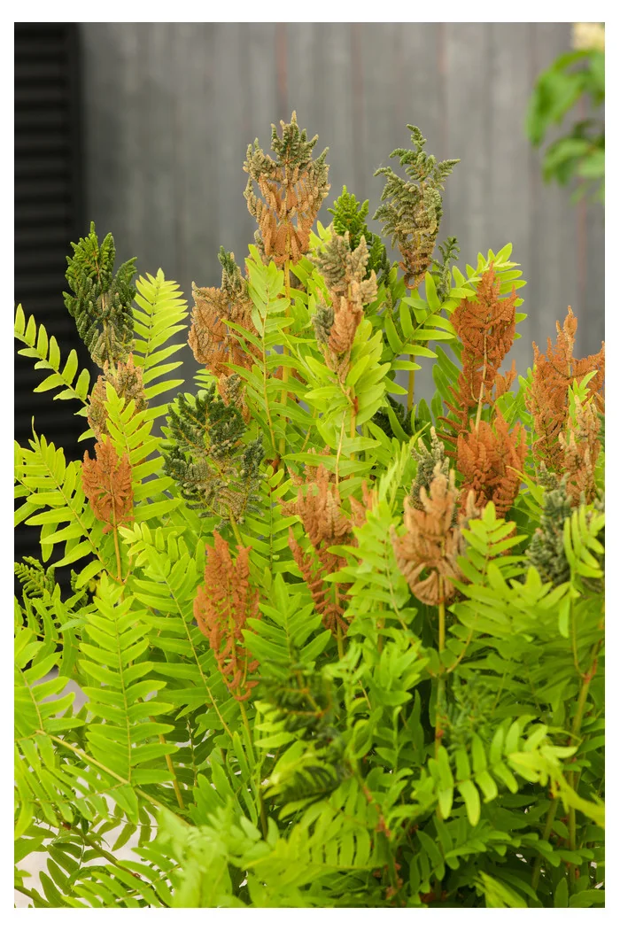 Długosz królewski 'Purpurascens' | Osmunda regalis