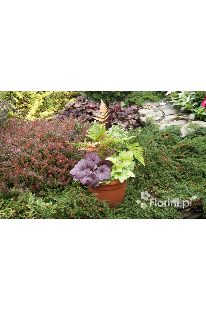 Zestaw nr 1 - falująca delikatność