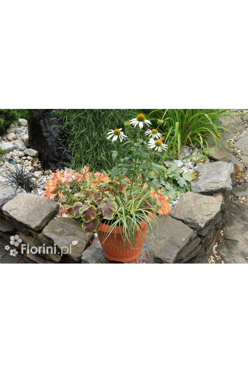 Zestaw nr 2 - bielą muśnięty