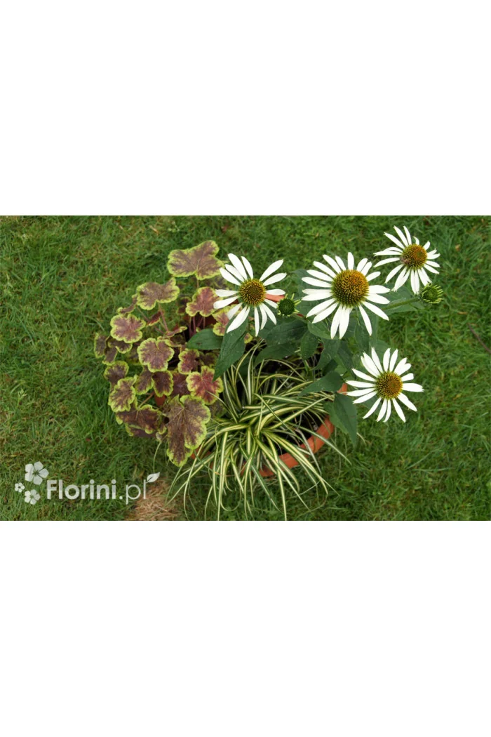 Zestaw nr 2 - bielą muśnięty