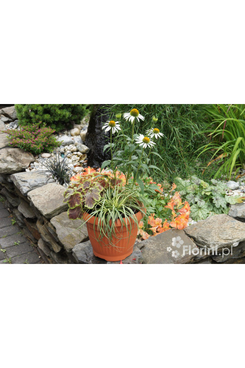 Zestaw nr 2 - bielą muśnięty