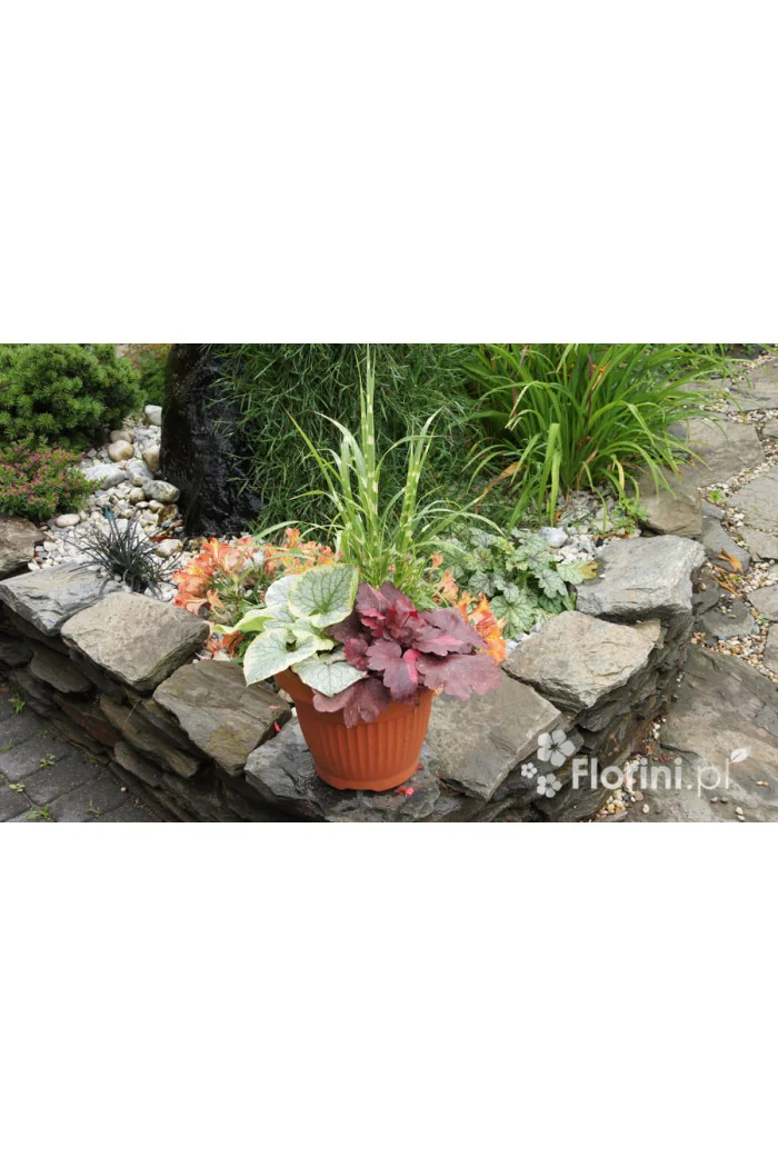 Zestaw nr 3 - ujmująca elegancja