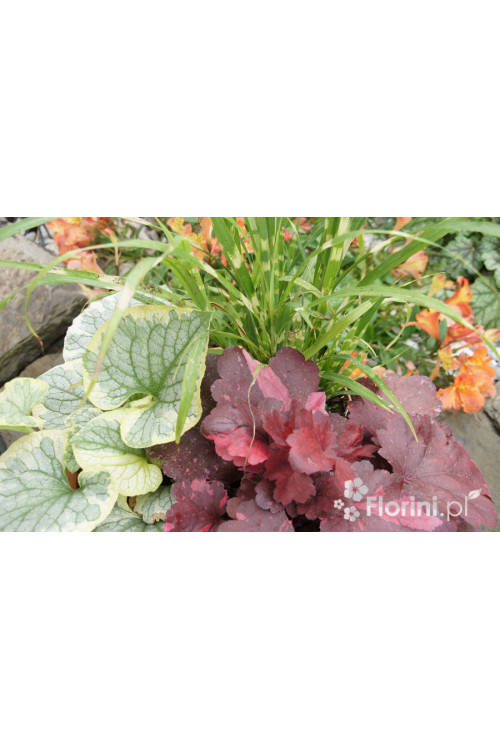 Zestaw nr 3 - ujmująca elegancja