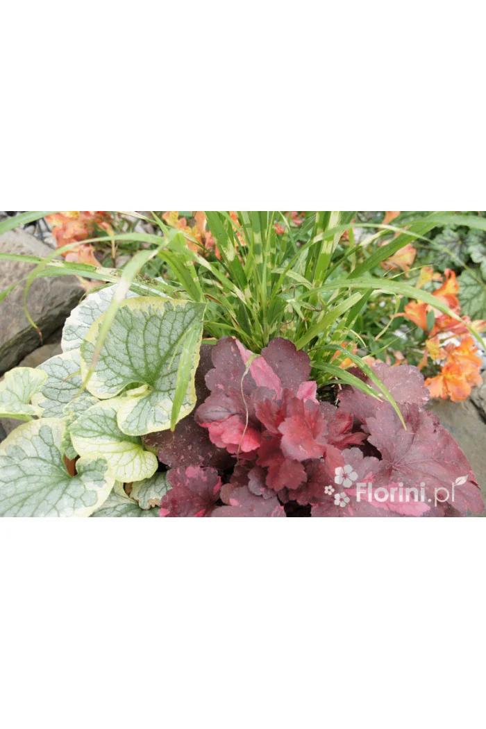 Zestaw nr 3 - ujmująca elegancja