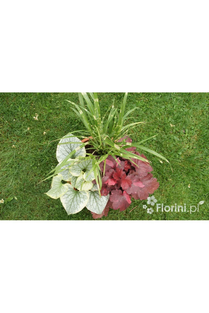 Zestaw nr 3 - ujmująca elegancja