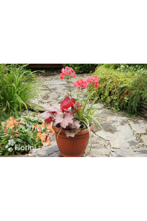 Zestaw nr 4 - łososiowy zawrót głowy