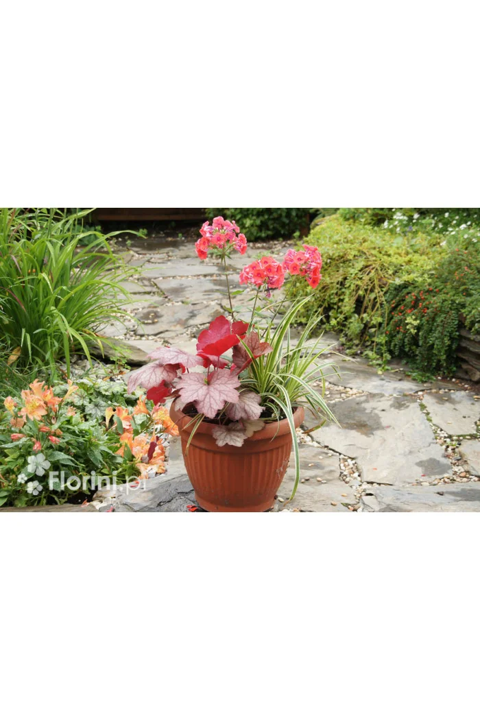 Zestaw nr 4 - łososiowy zawrót głowy