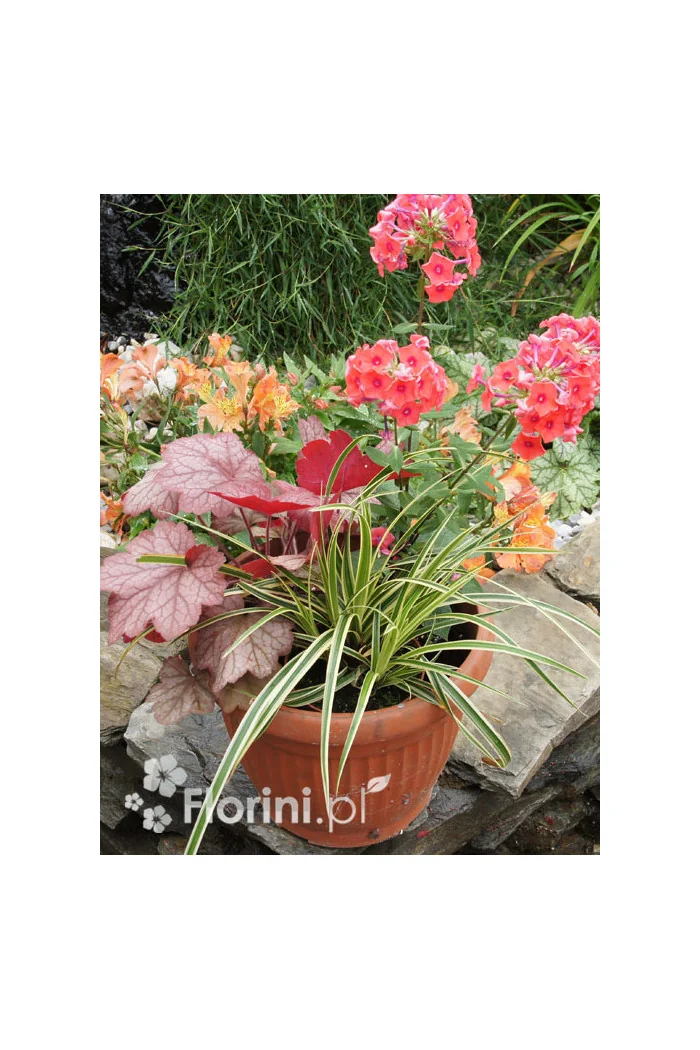 Zestaw nr 4 - łososiowy zawrót głowy