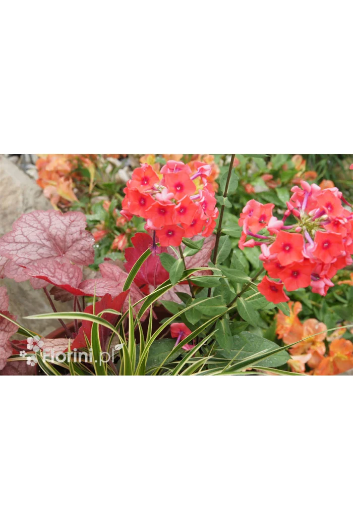 Zestaw nr 4 - łososiowy zawrót głowy