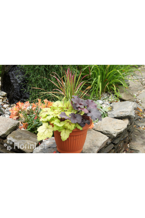 Zestaw nr 5 - barwne trio