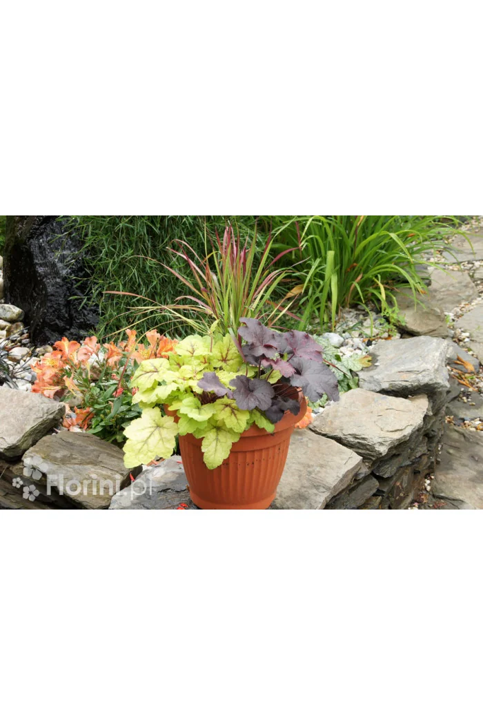 Zestaw nr 5 - barwne trio