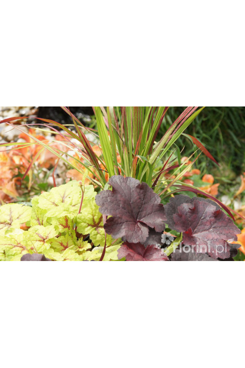 Zestaw nr 5 - barwne trio